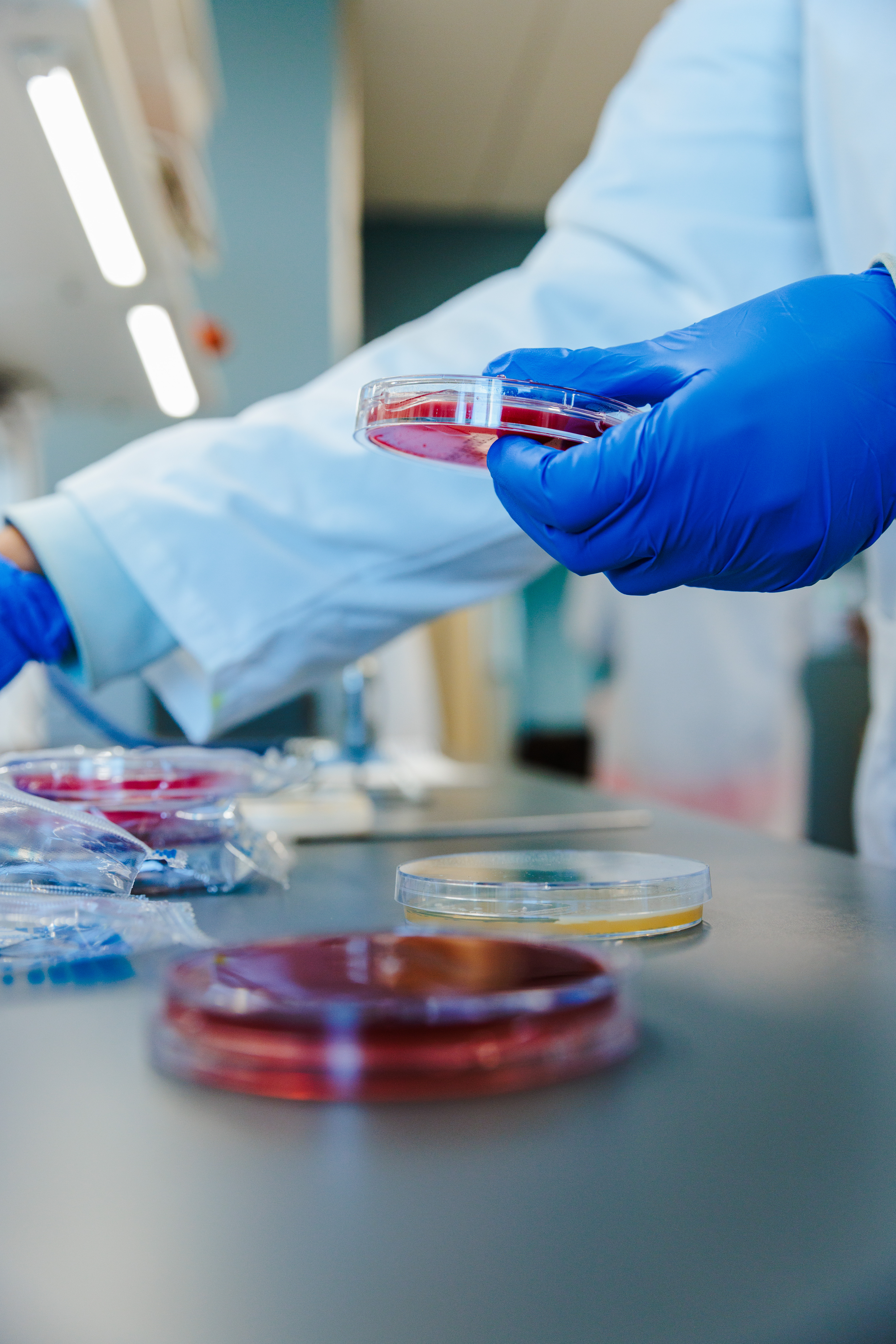 Gloved hands holding petri dishes