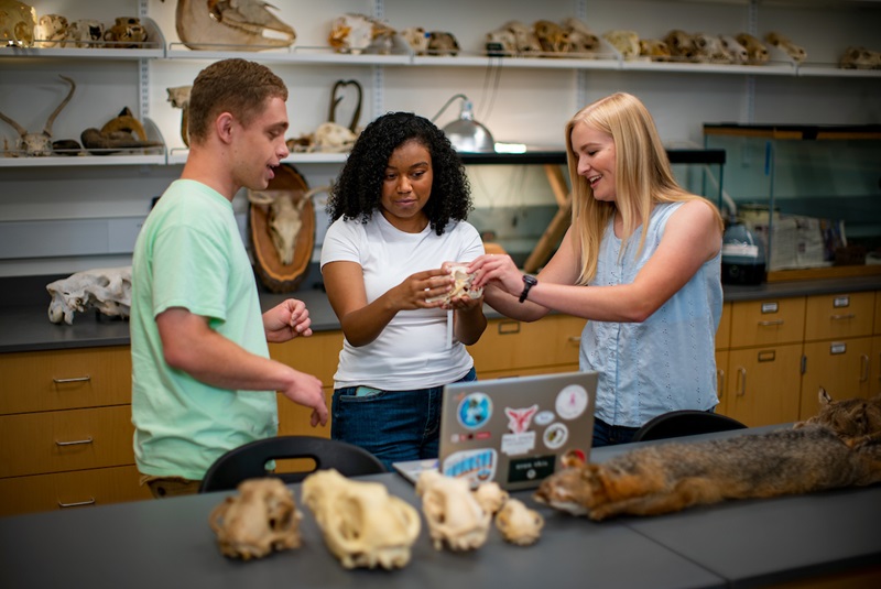 three students in a biology lab with a lab table in front of them with animal skulls laid on top. Students are examining the skulls on the table