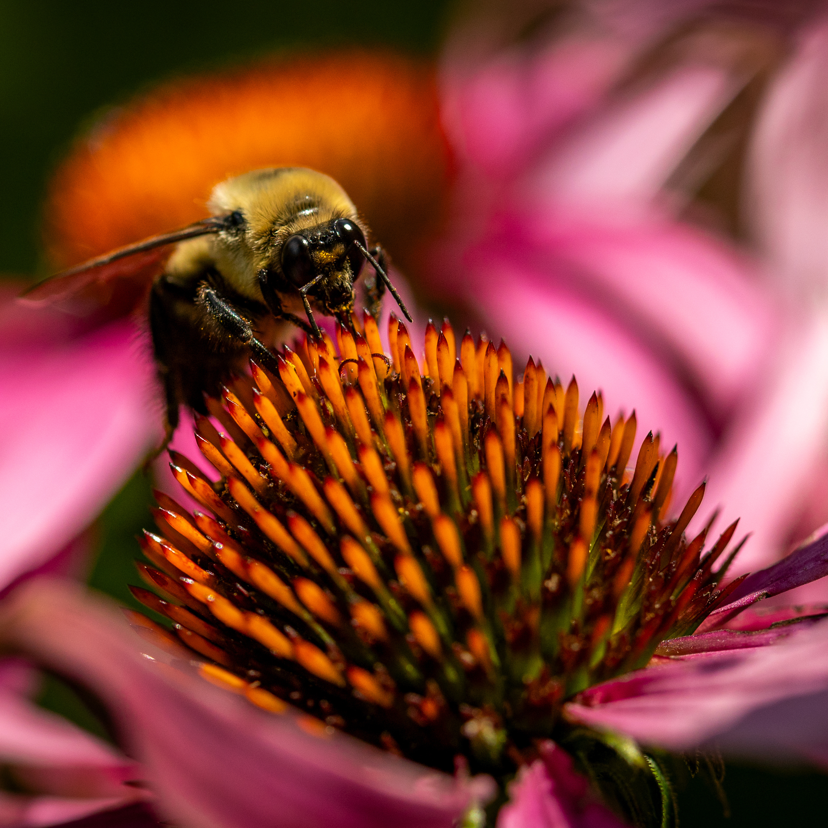 bumblebee on coneflower