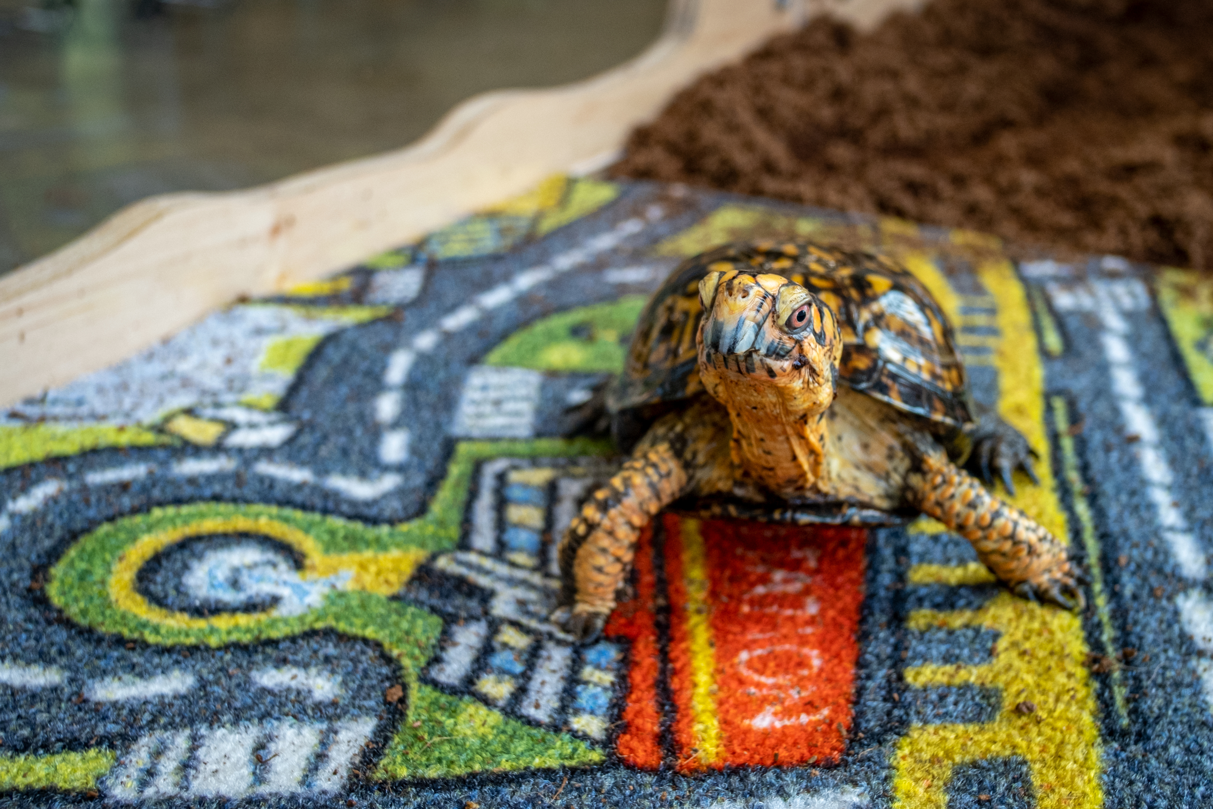 Closeup of a box turtle cheerfully standing on a city playmat