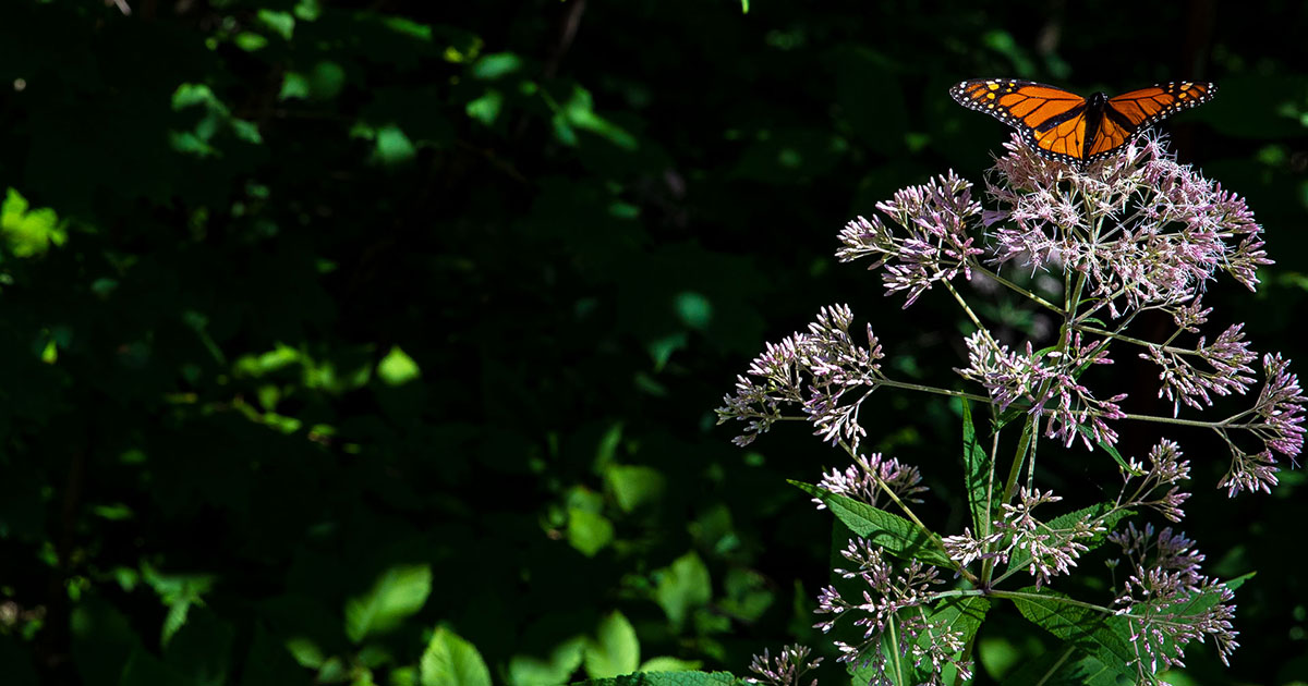 Field Station and Environmental Education Center