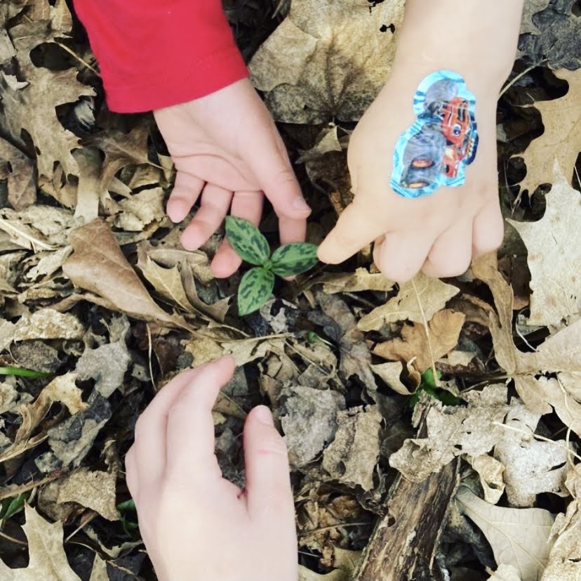 3 hands circling trillium