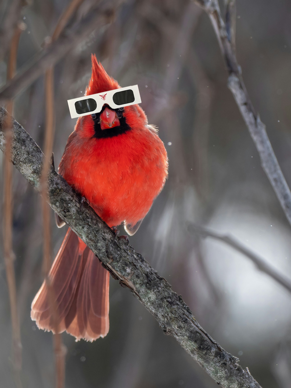 cardinal edited to wear BSU eclipse glasses