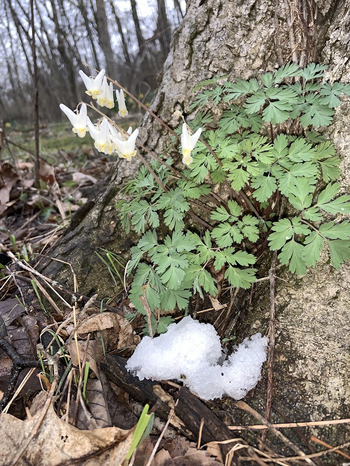 Dutchman's Breeches flowers in bloom in early spring surrounded by melting snow