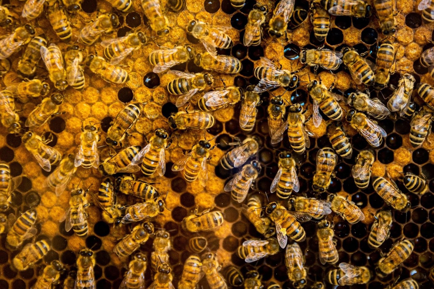 honeybees on frame of hive