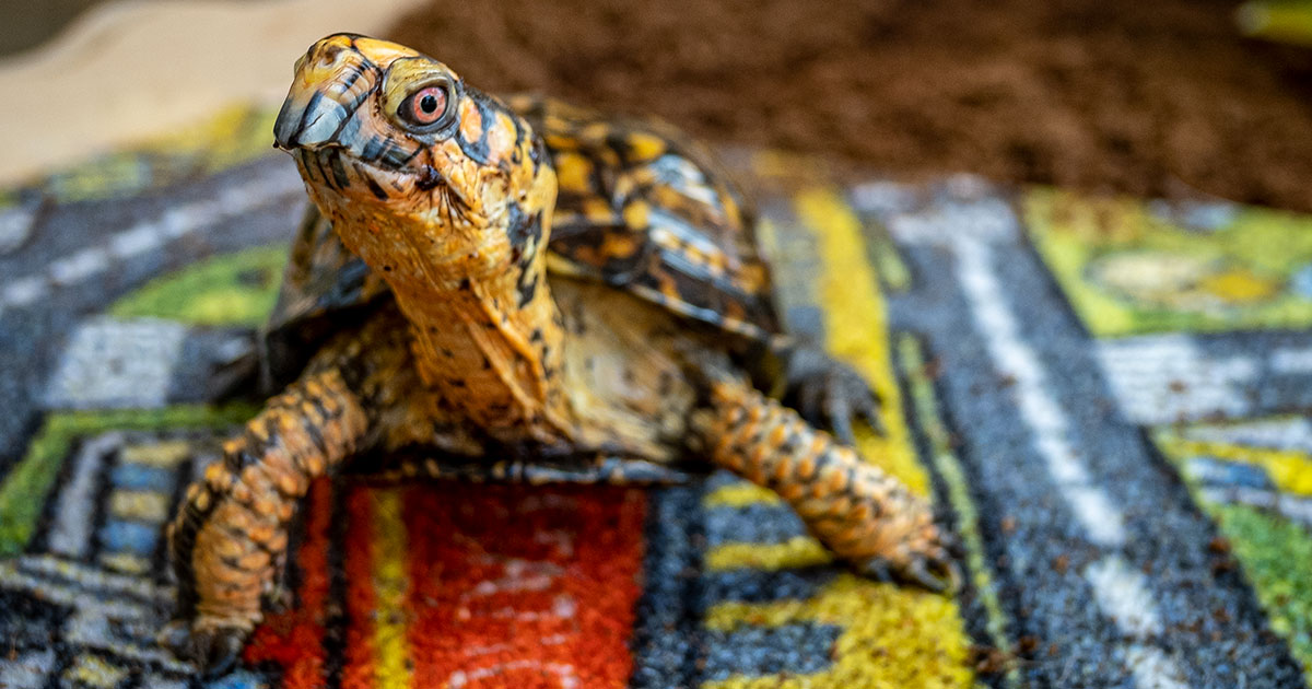 Turtle