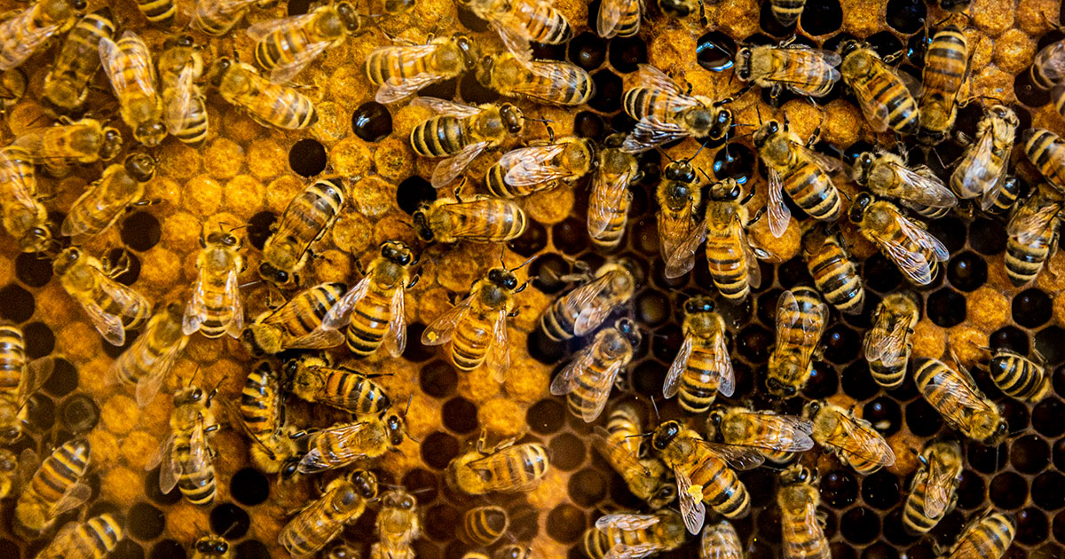 Honeybee Hive
