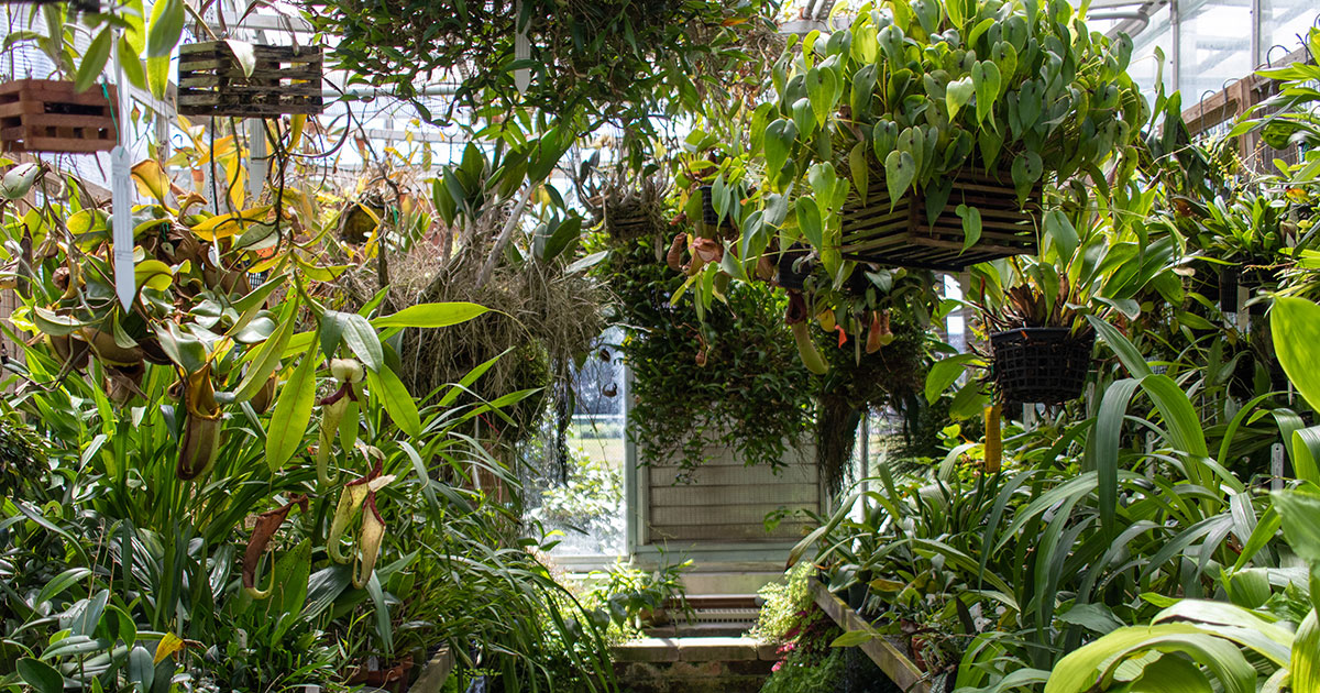 The Dr. Joe and Alice Rinard Orchid Greenhouse