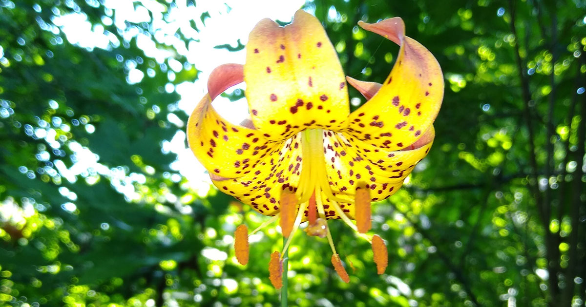 Photo in Christy Woods