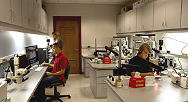 HPL Single Fiber Lab photo
