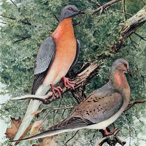 Passenger Pigeon Exhibit Features Student Work Ball State University Passenger Pigeon Exhibit Features Student Work Ball State University